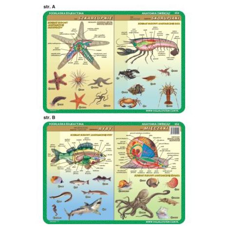 Podkładka edukacyjna Visual System Biologia, Anatomia zwierząt